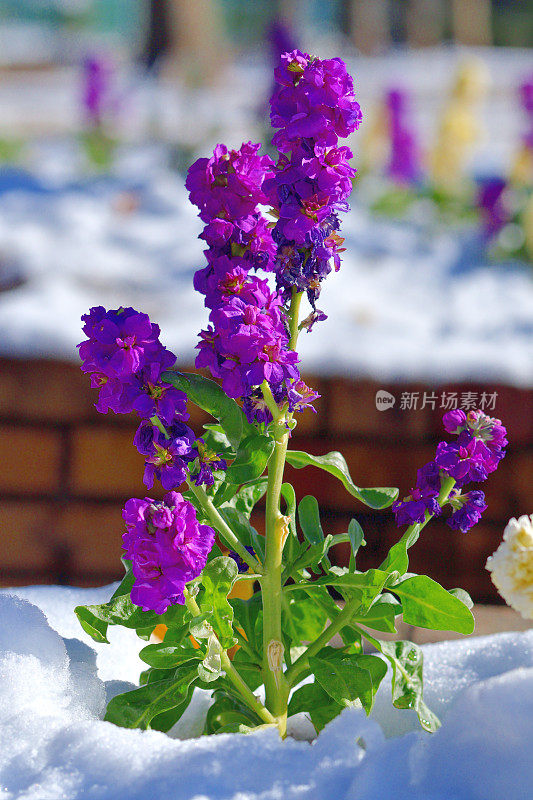 冬天的花与雪:砧木花/ Matthiola incana